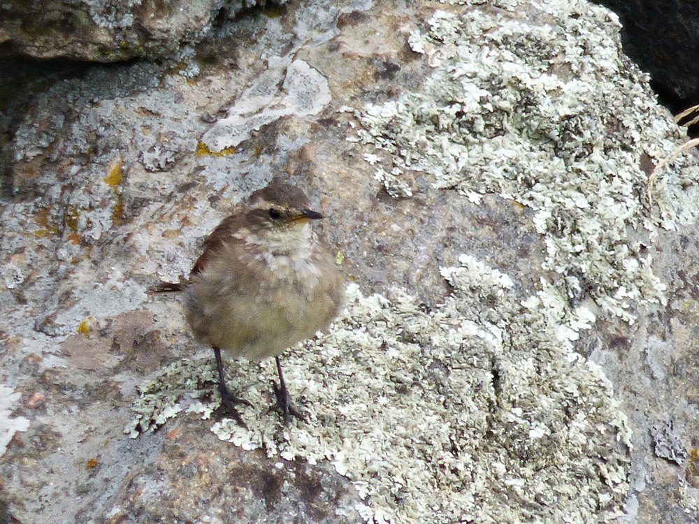 Foto Remolinera Serrana