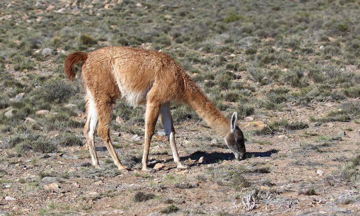 Foto Guanaco