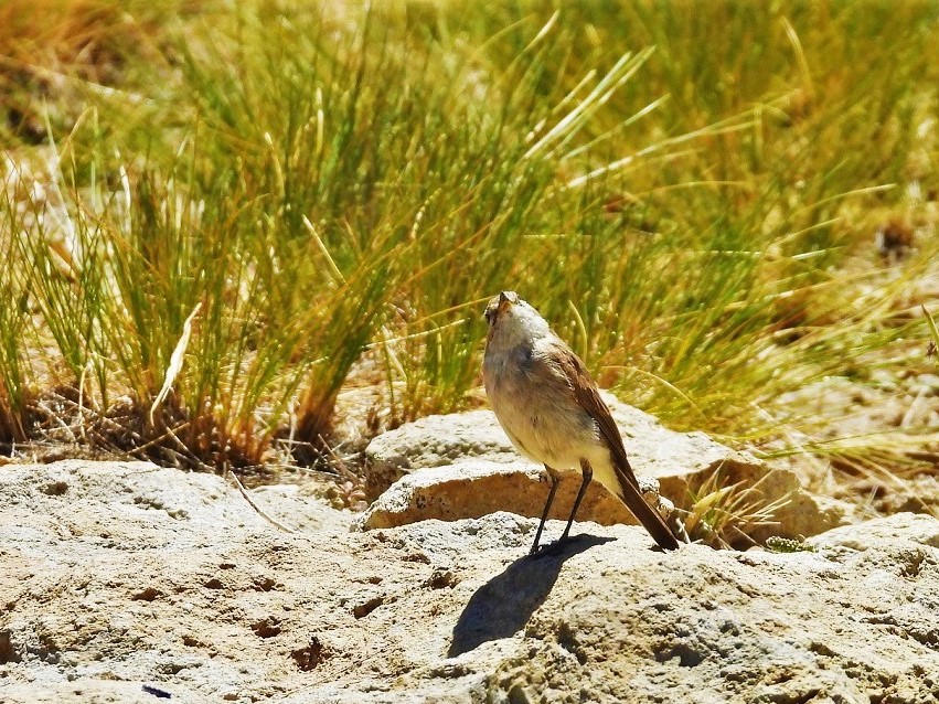 Foto Dormilona Chica