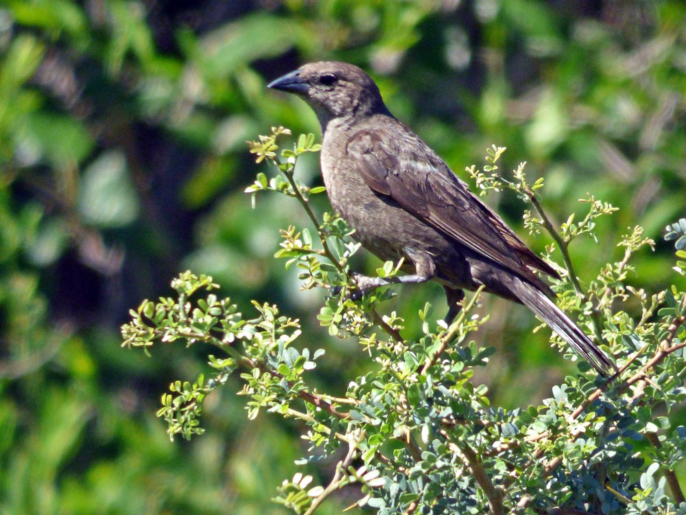 Photo Tordo Renegrido