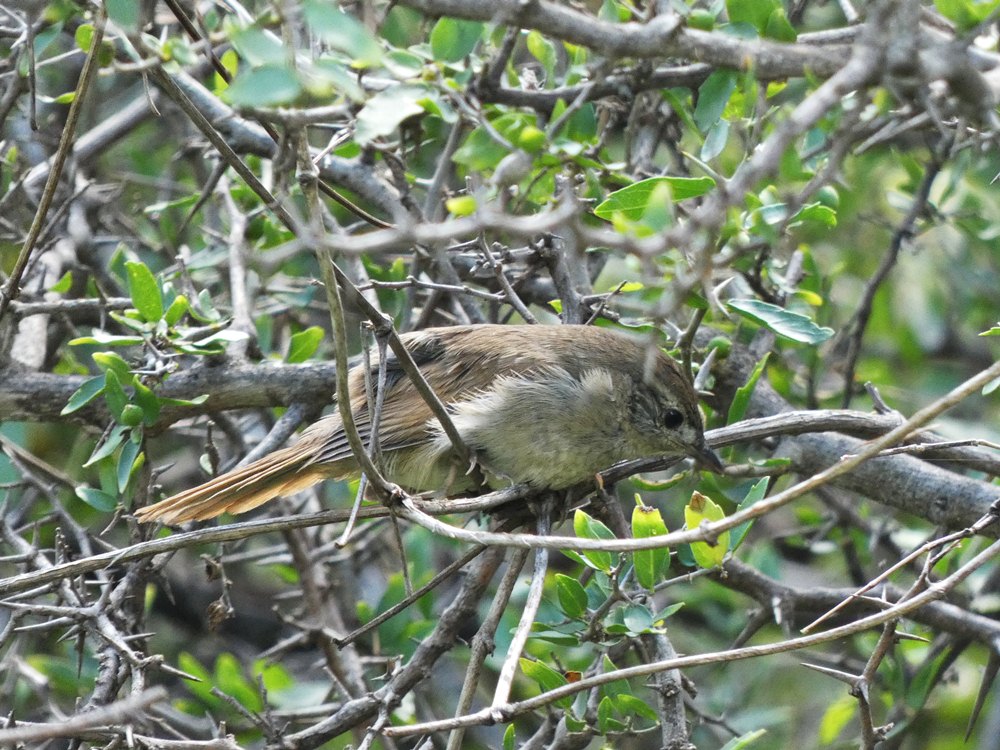 Foto Canastero Coludo