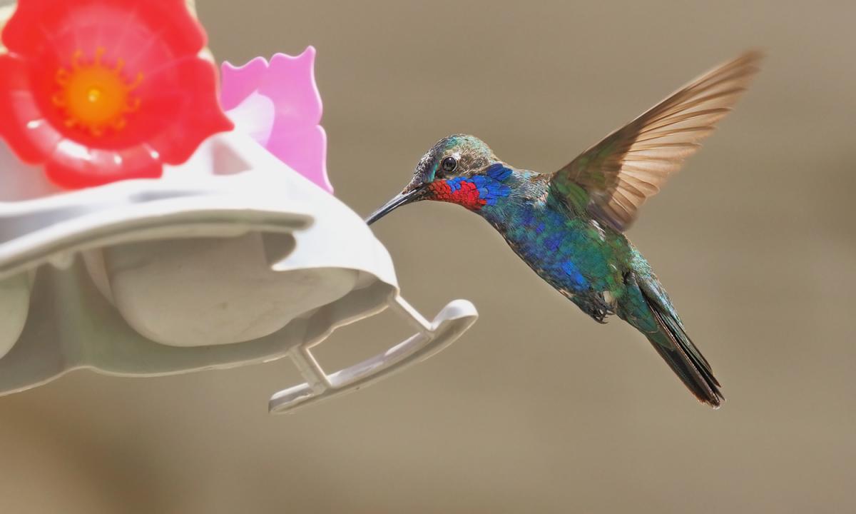 Foto Picaflor de Barbijo