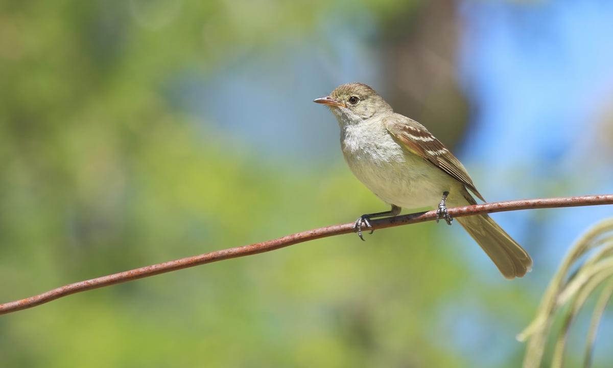 Foto Fiofío Pico Corto