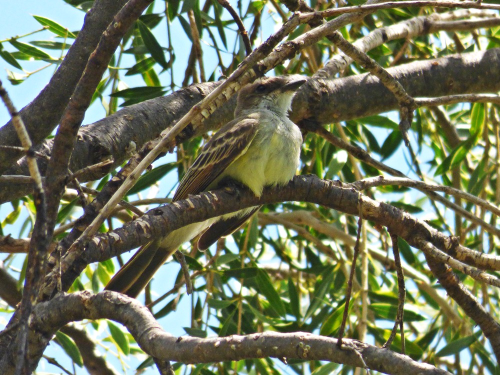 Foto Burlisto Cola Castaña