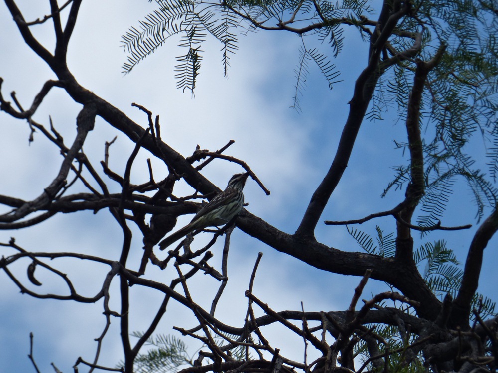 Foto Benteveo Rayado