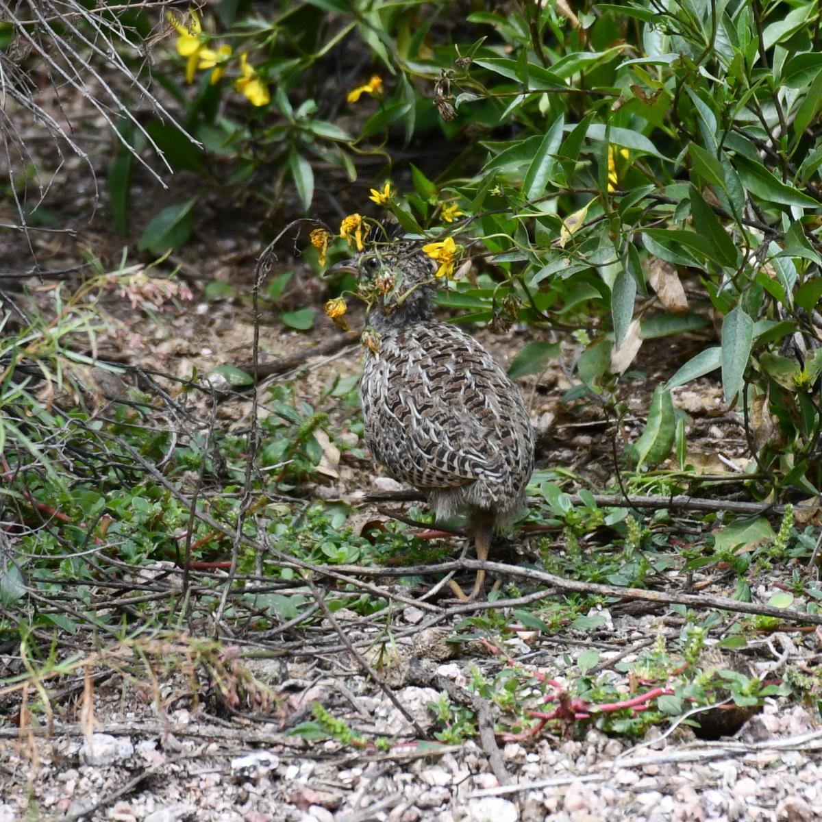 Foto Inambú Silbón