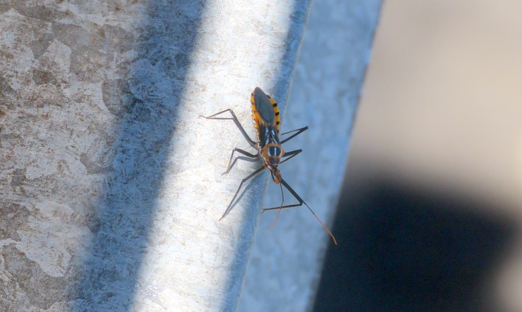 Foto Chinche Asesina