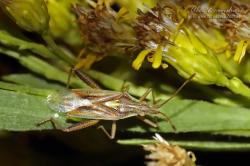  (Harmostes procerus)