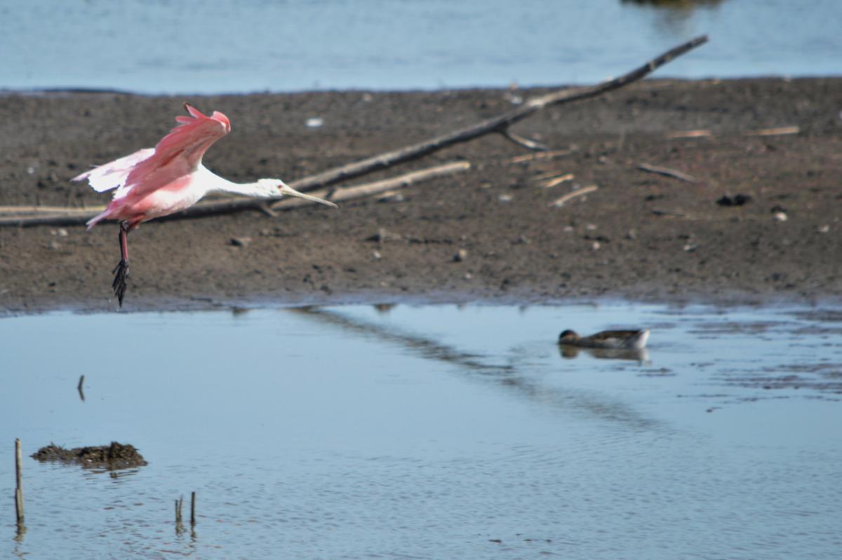 Foto Espátula Rosada