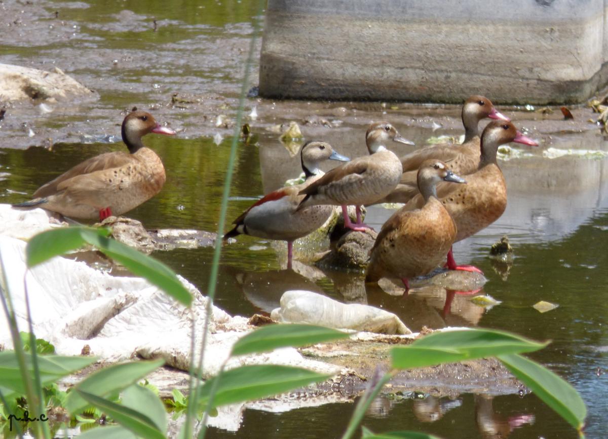 Foto Pato Cutirí