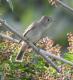 Elaenia albiceps