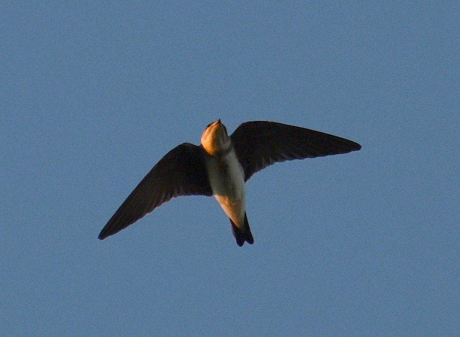 Foto Golondrina Zapadora