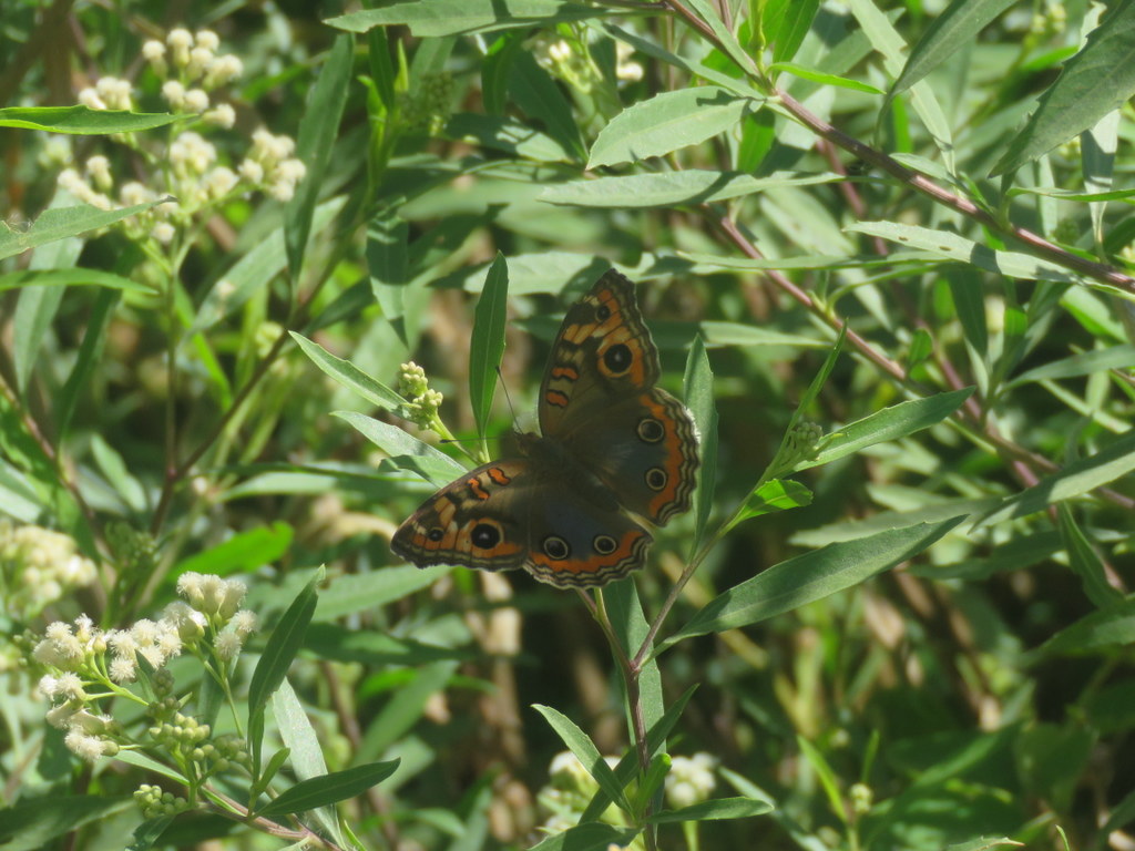 Foto Cuatro Ojos Común