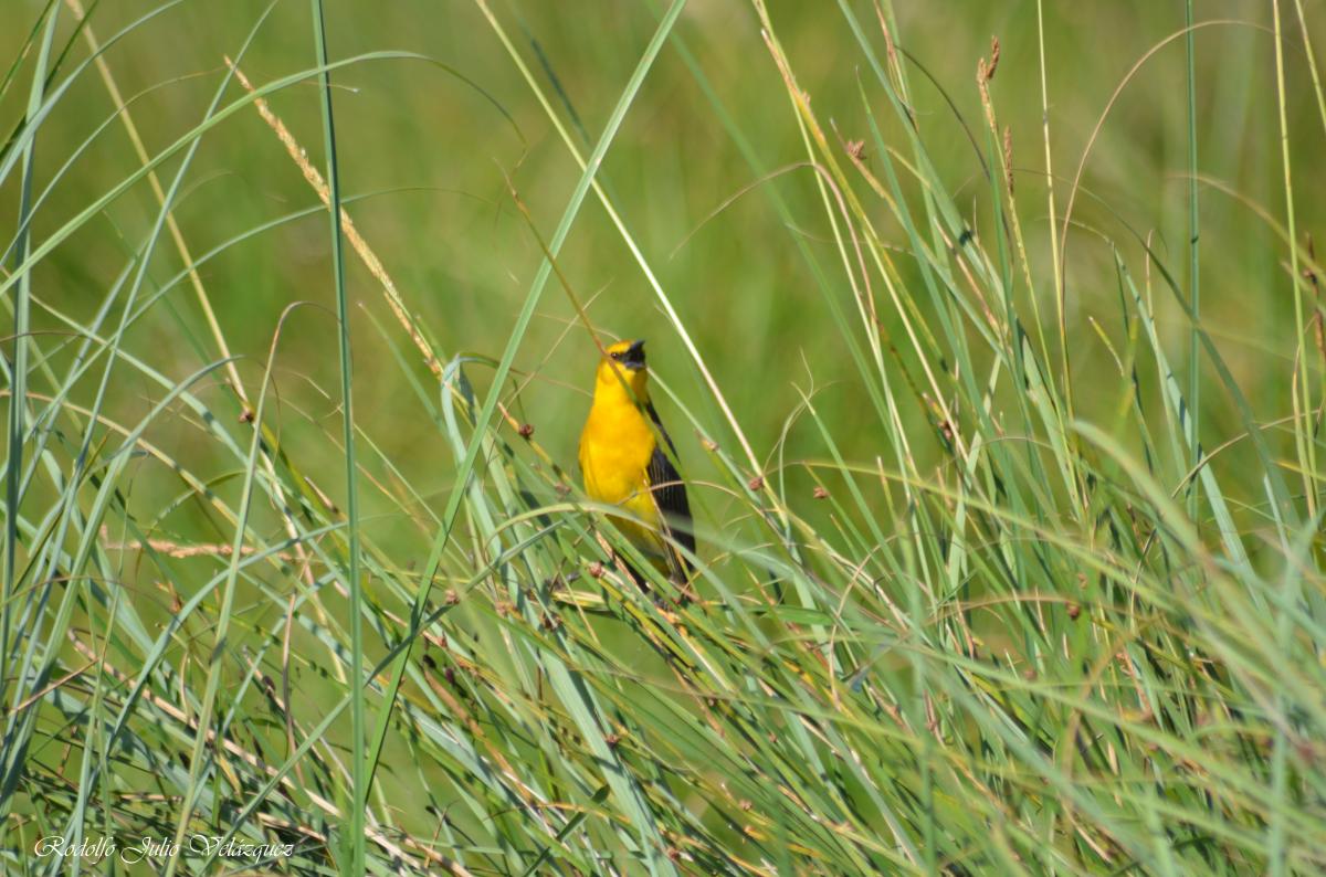 Photo Tordo Amarillo