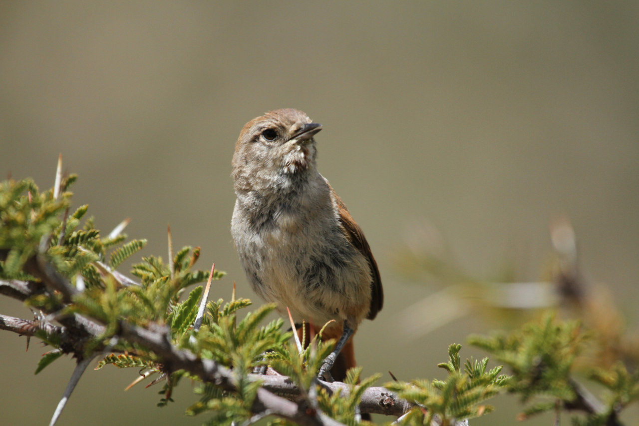 Foto Canastero Rojizo