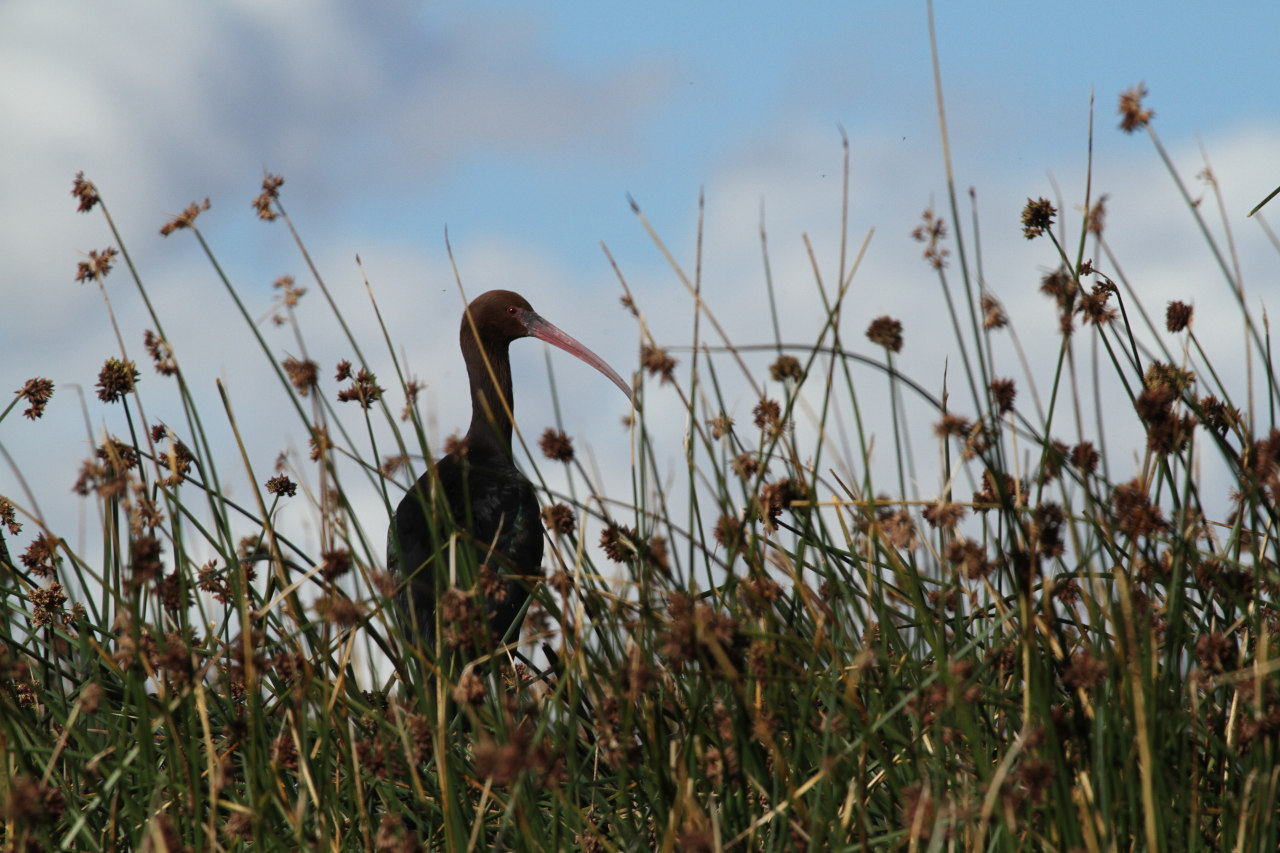 Photo Cuervillo Puneño
