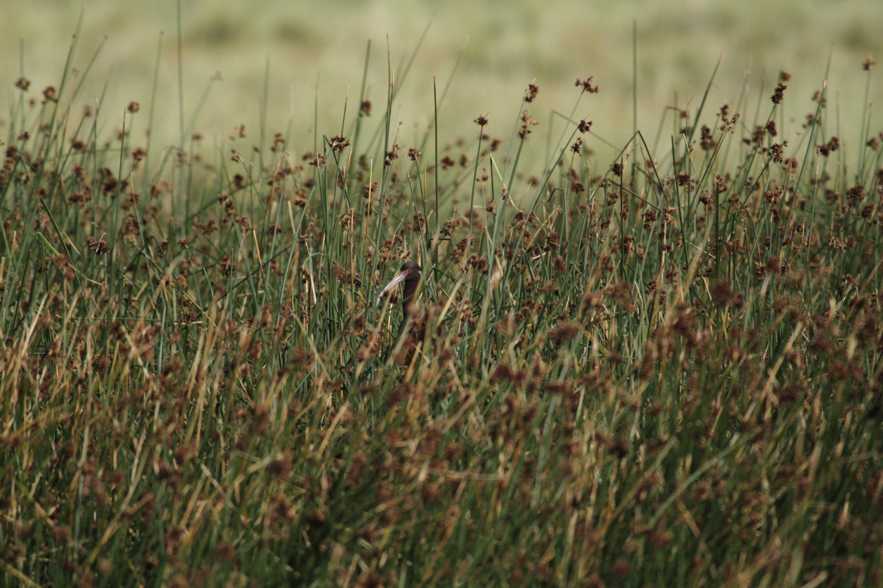 Photo Cuervillo Puneño