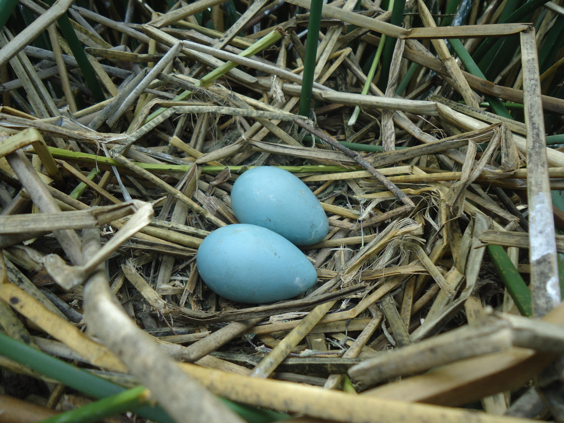 Photo Cuervillo Puneño