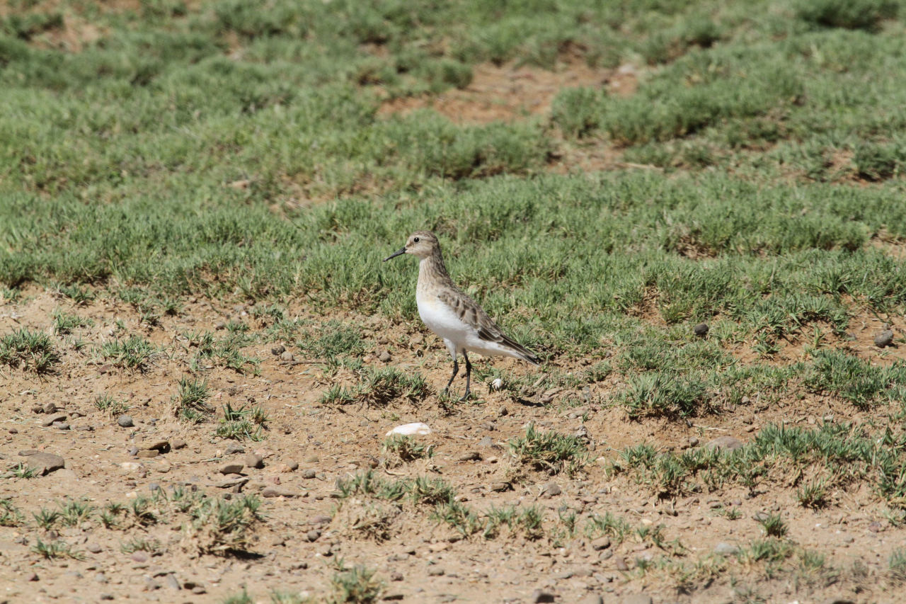 Foto Playerito Unicolor