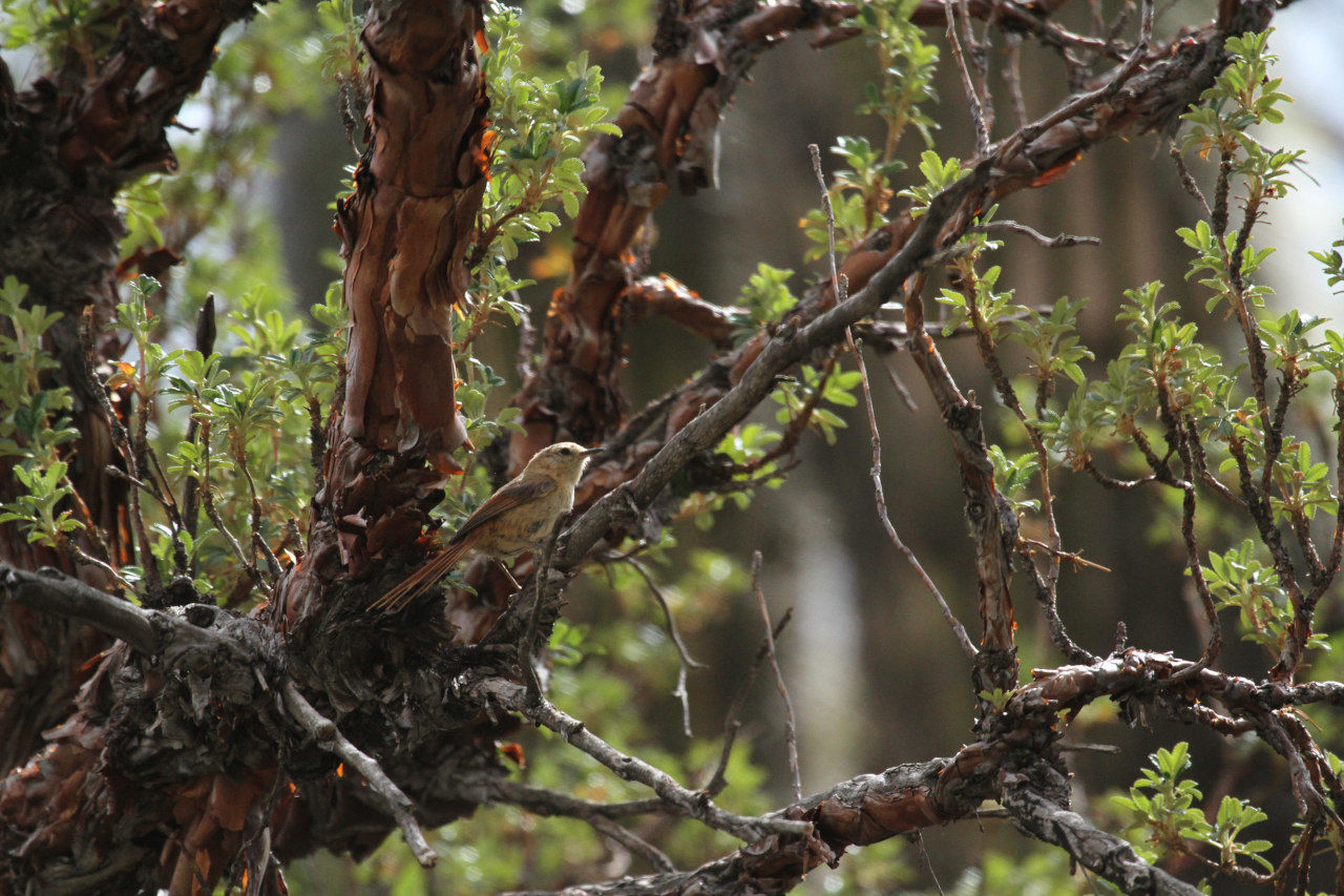 Foto Coludito Puneño
