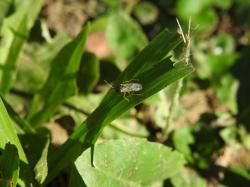 Foto Chinche Diminuta