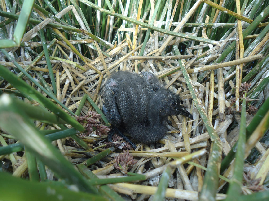 Photo Cuervillo Puneño