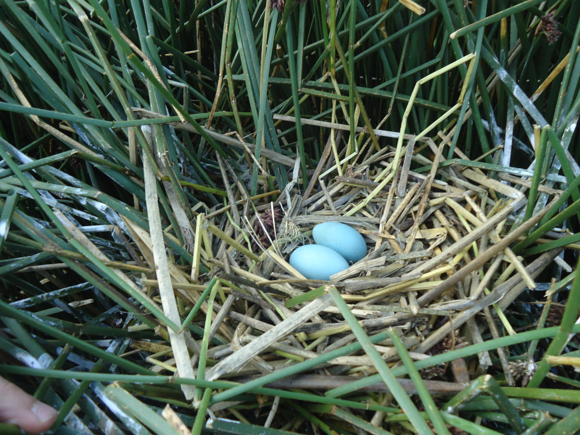 Photo Cuervillo Puneño