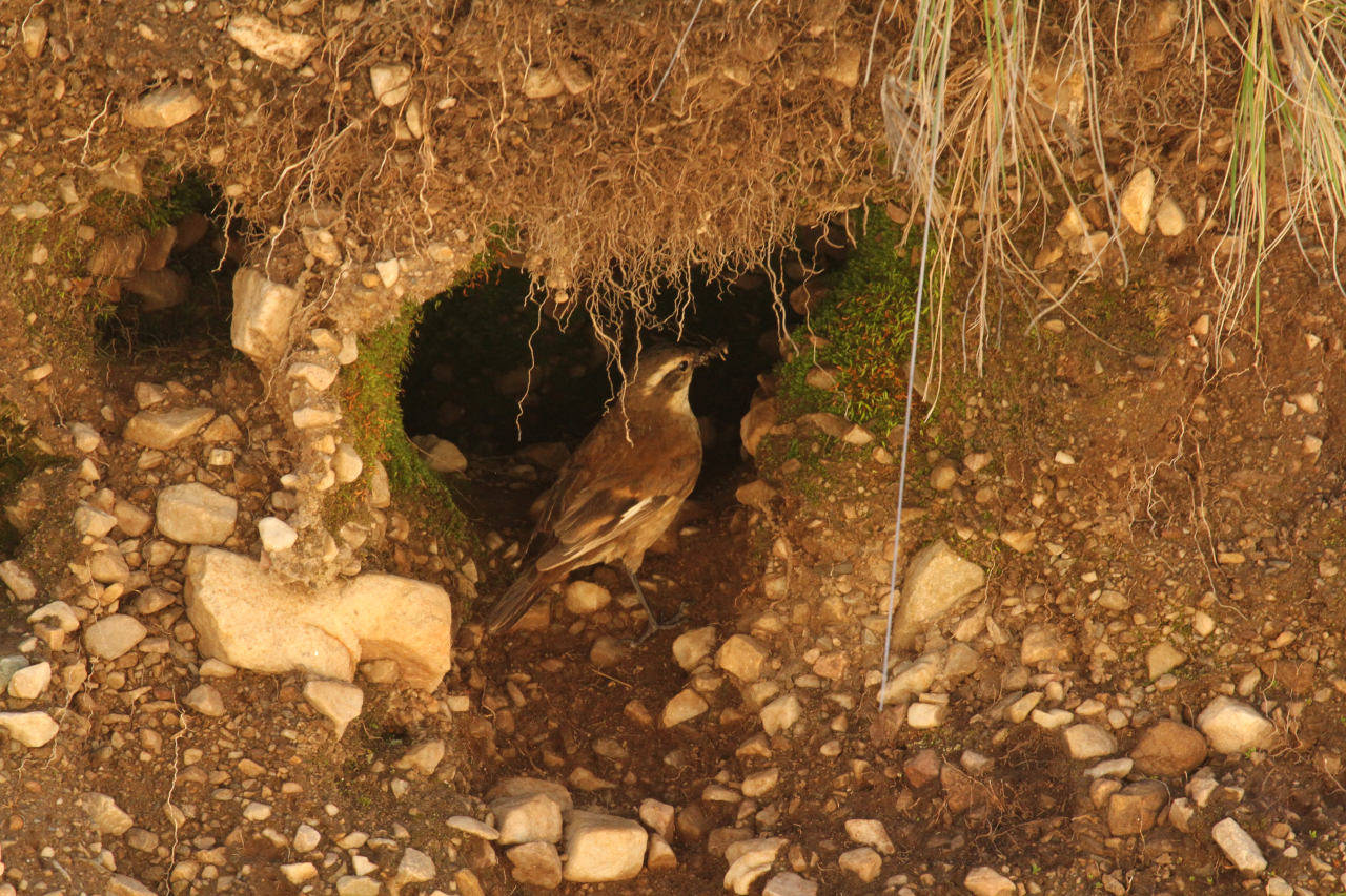 Foto Remolinera Andina