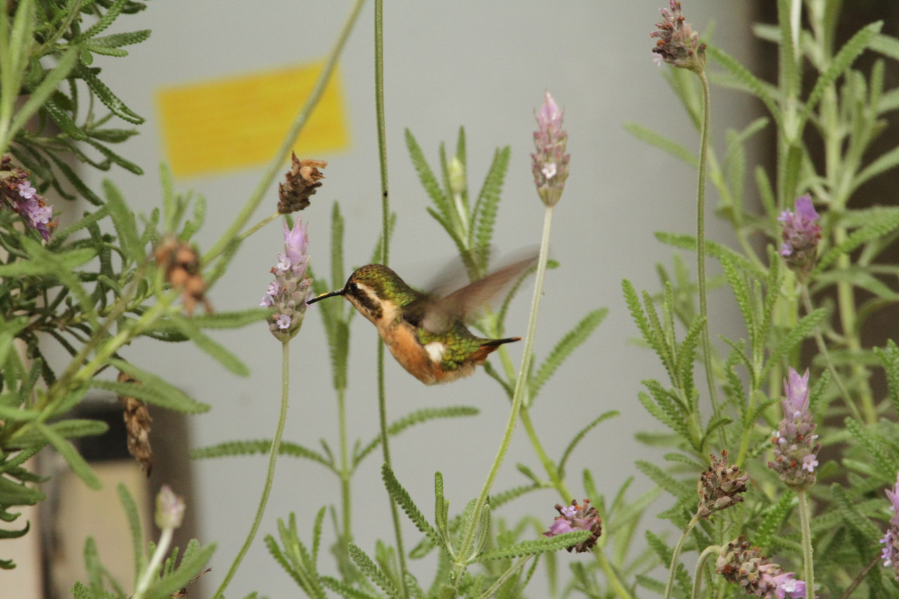 Photo Picaflor Enano