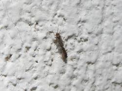 Foto Chinche Diminuta