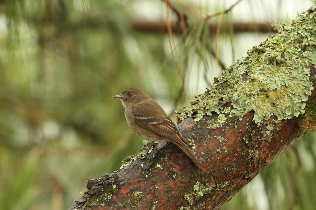 Photo Viudita Plomiza