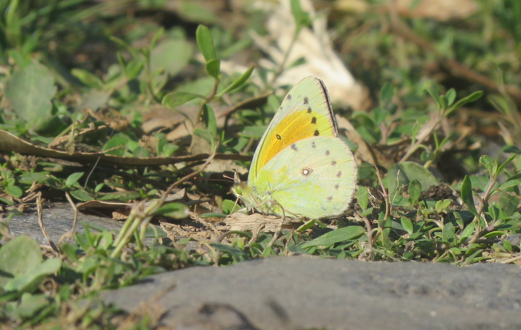 Photo Isoca de la Alfalfa