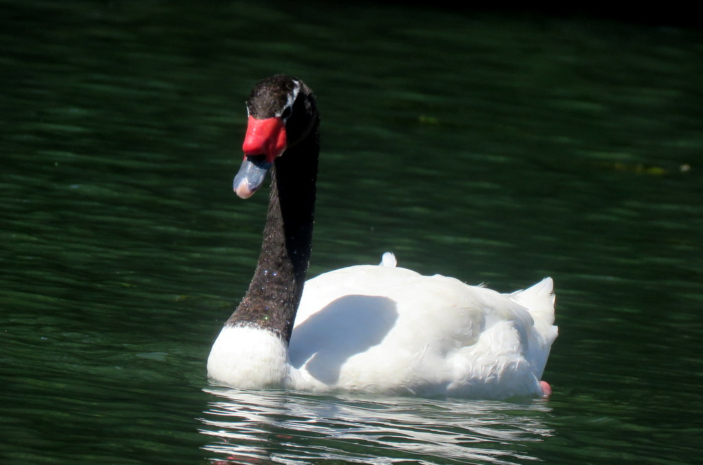 Foto Cisne Cuello Negro
