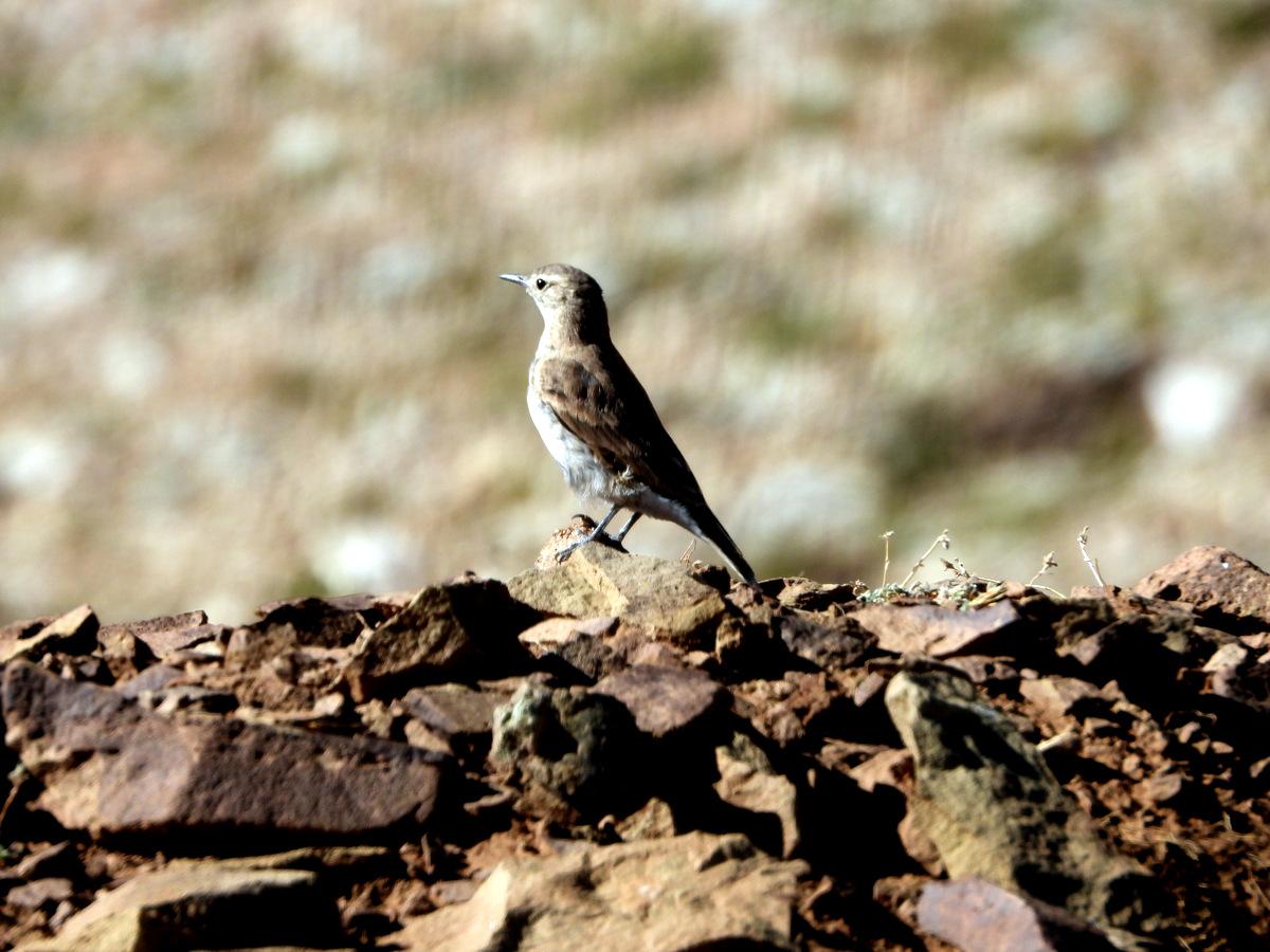 Foto Caminera Colorada