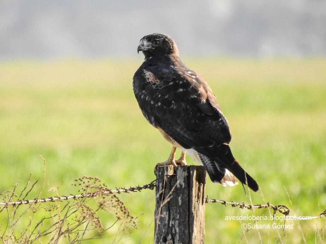 Photo Aguilucho Alas Largas