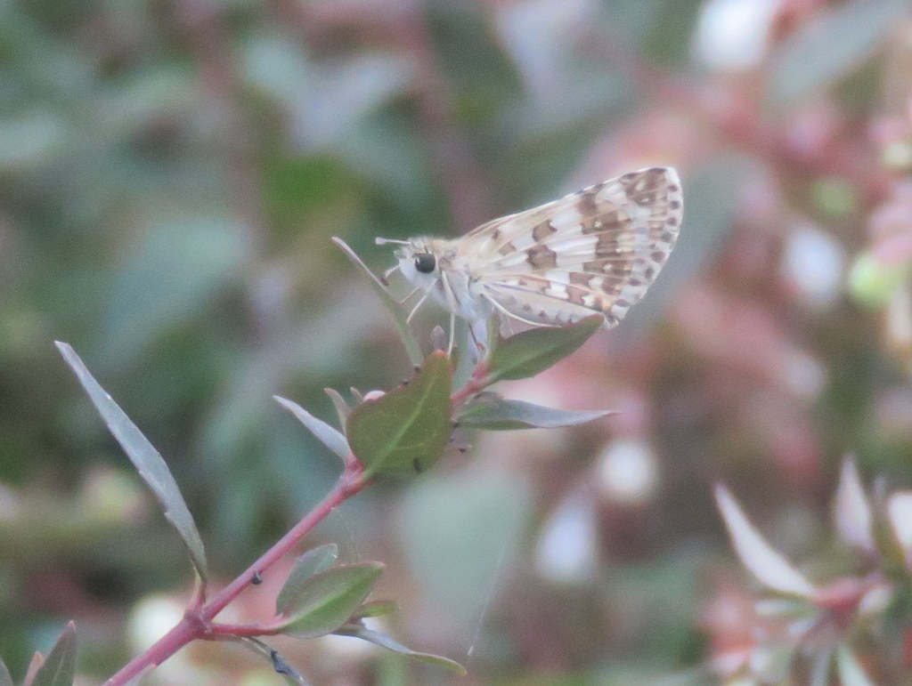 Photo Ajedrezada Menor