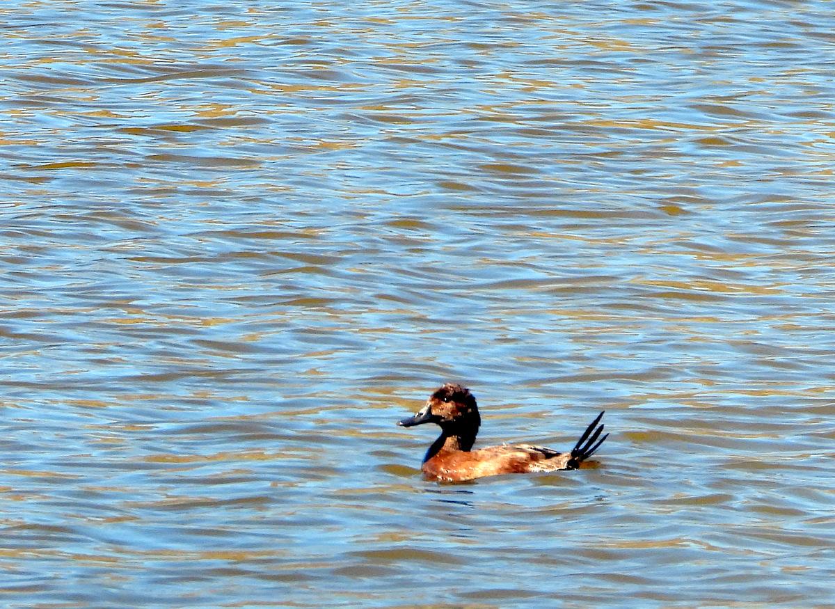 Foto Pato Zambullidor Grande