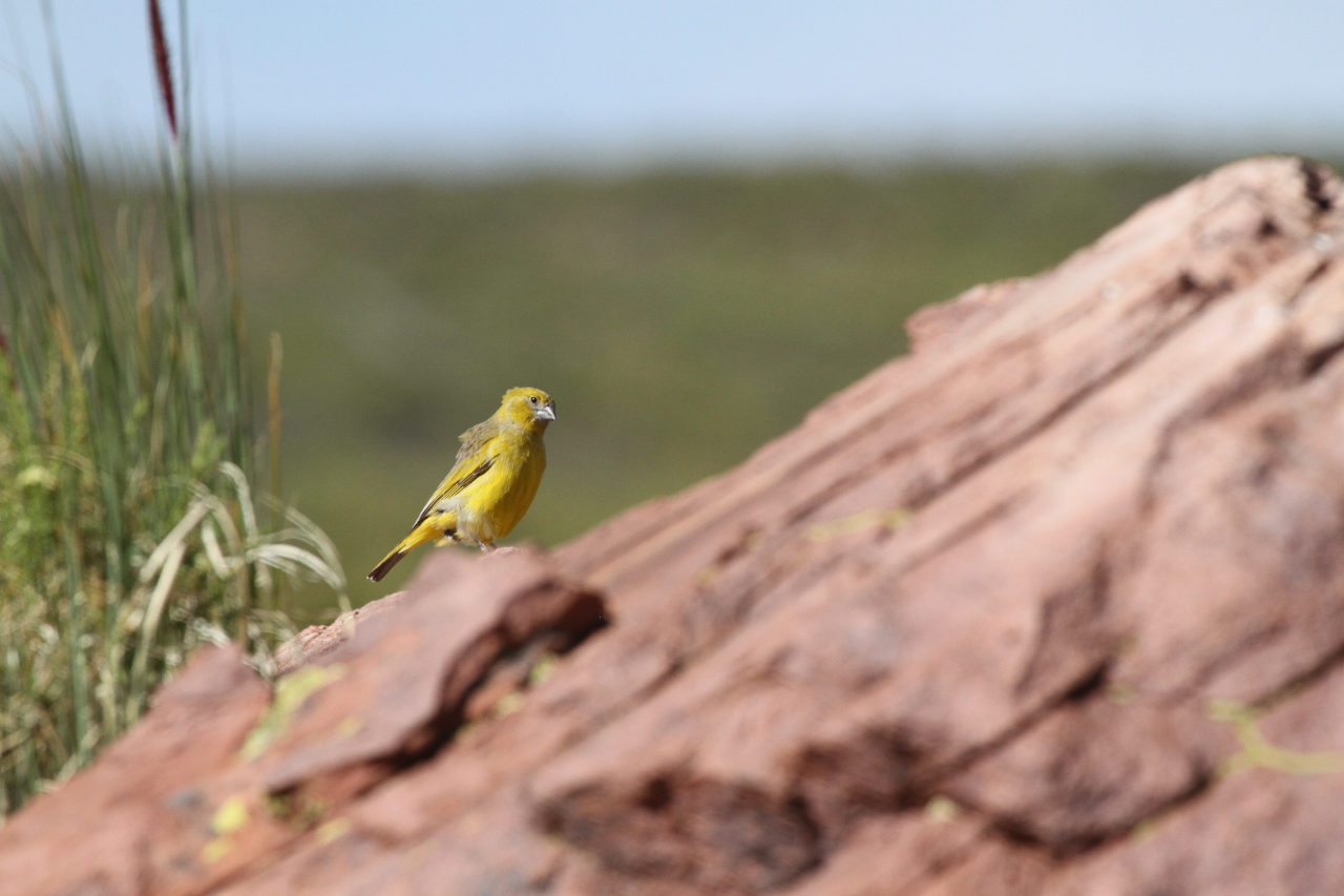 Foto Jilguero Puneño