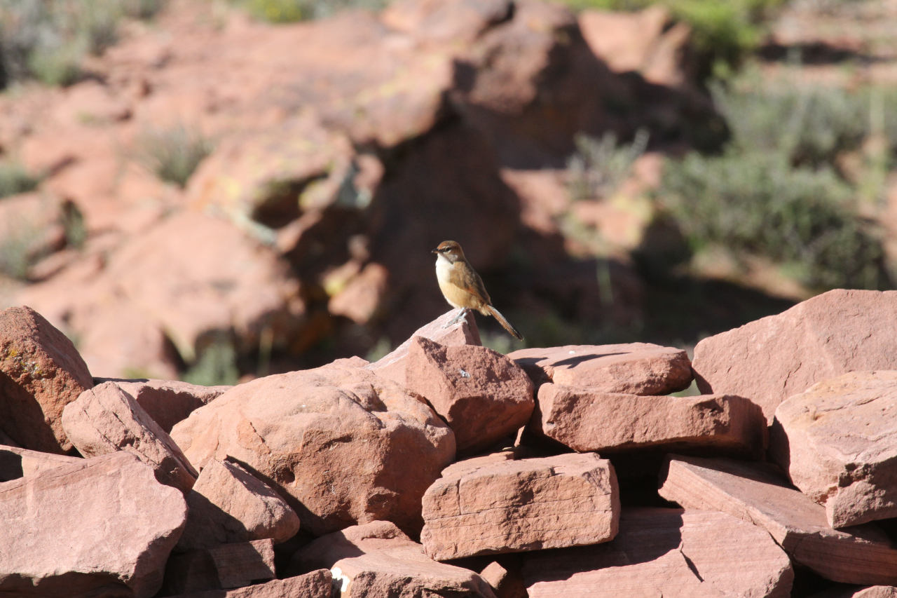 Photo Espinero Andino