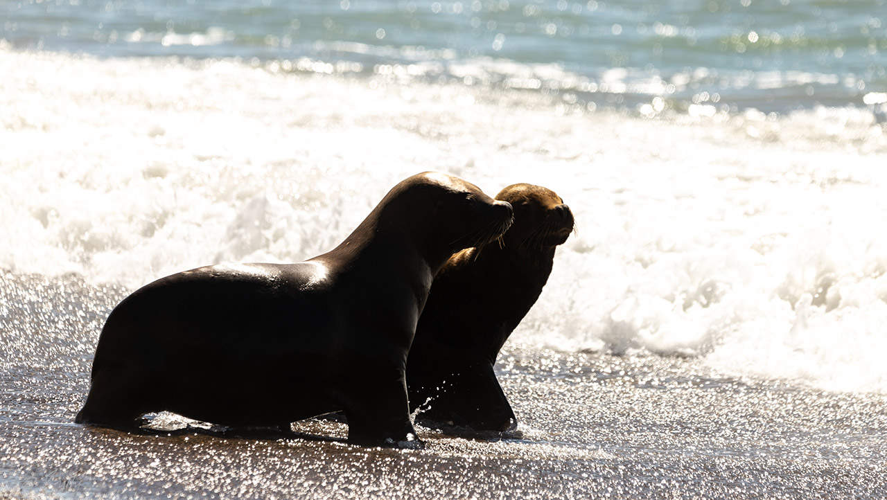 Foto Lobo Marino de Un Pelo