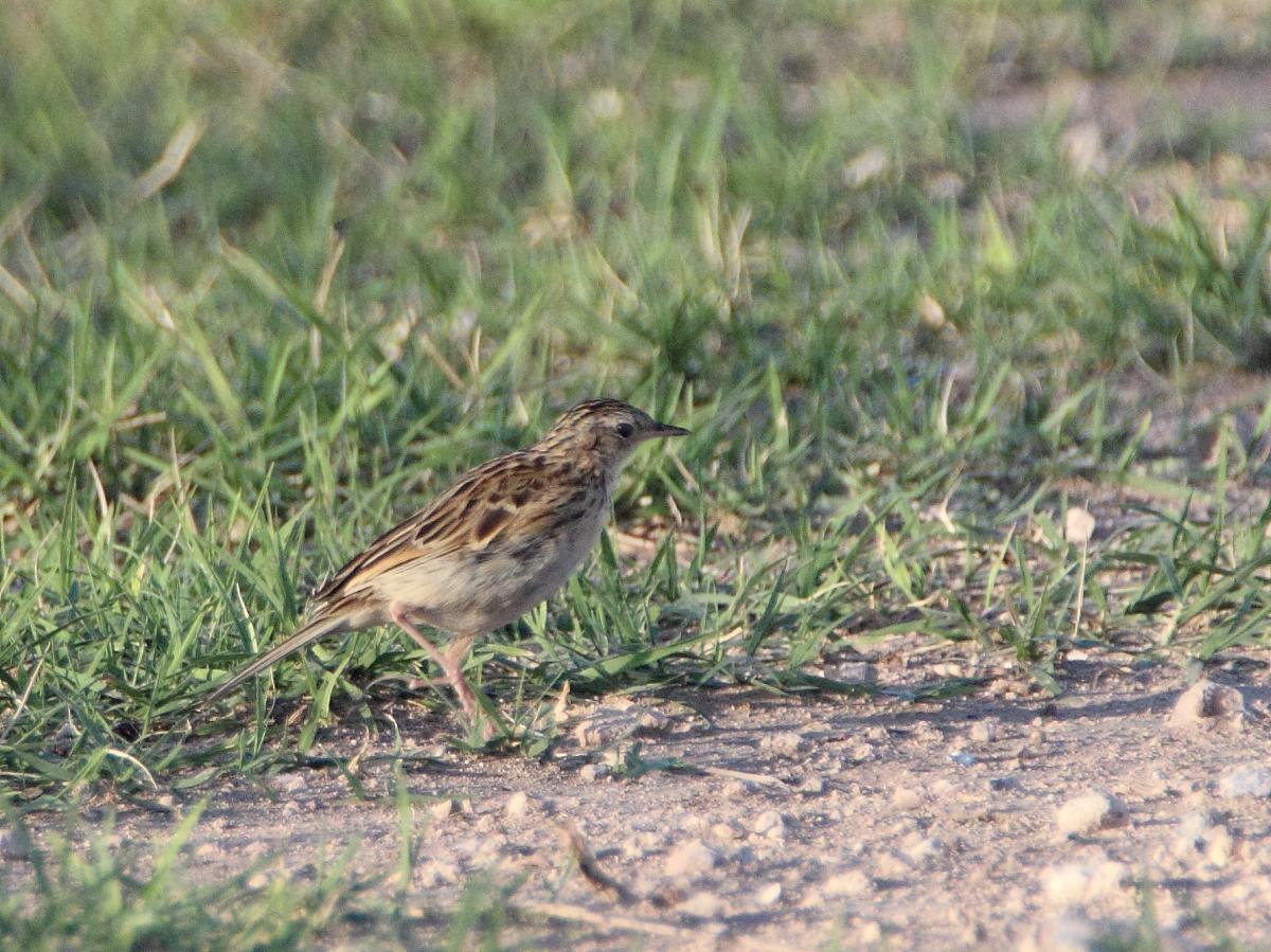 Foto Cachirla Pálida
