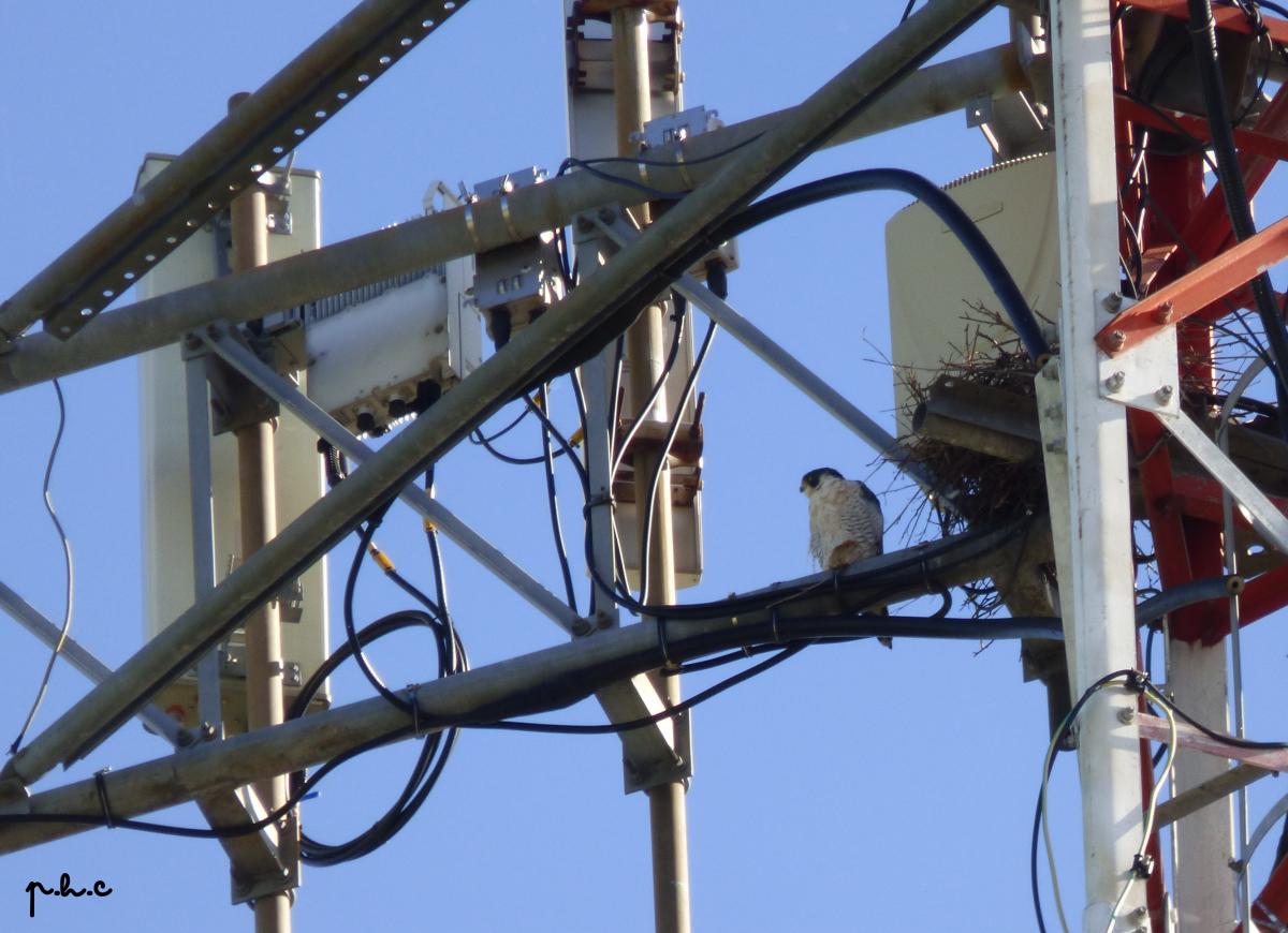 Foto Halcón Peregrino