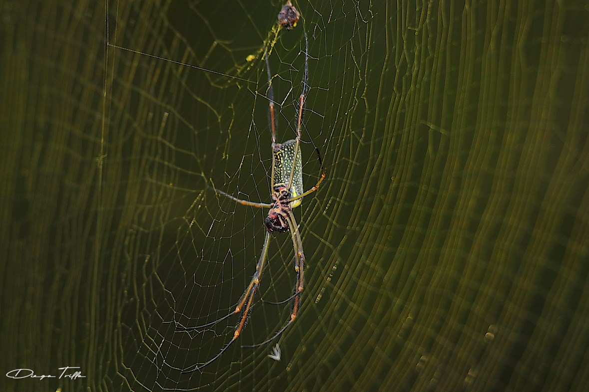 Foto Araña Tejedora Dorada