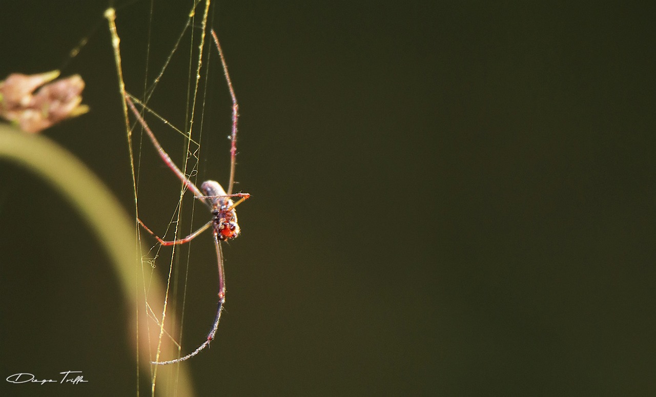 Foto Araña Tejedora Dorada