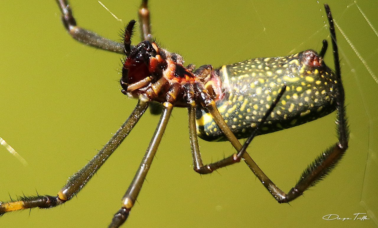 Foto Araña Tejedora Dorada