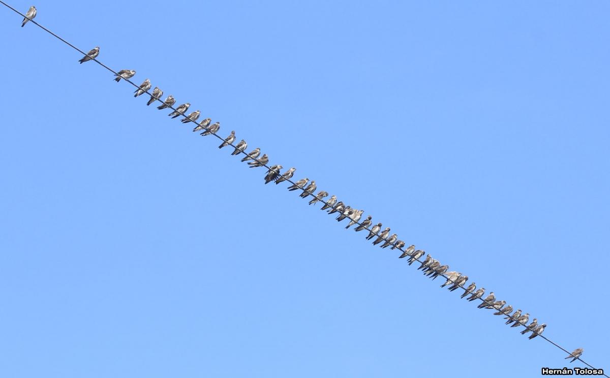 Foto Golondrina Parda
