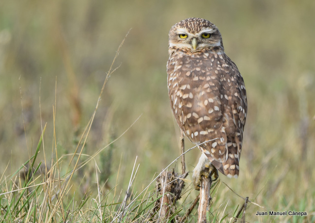 Photo Lechucita Vizcachera