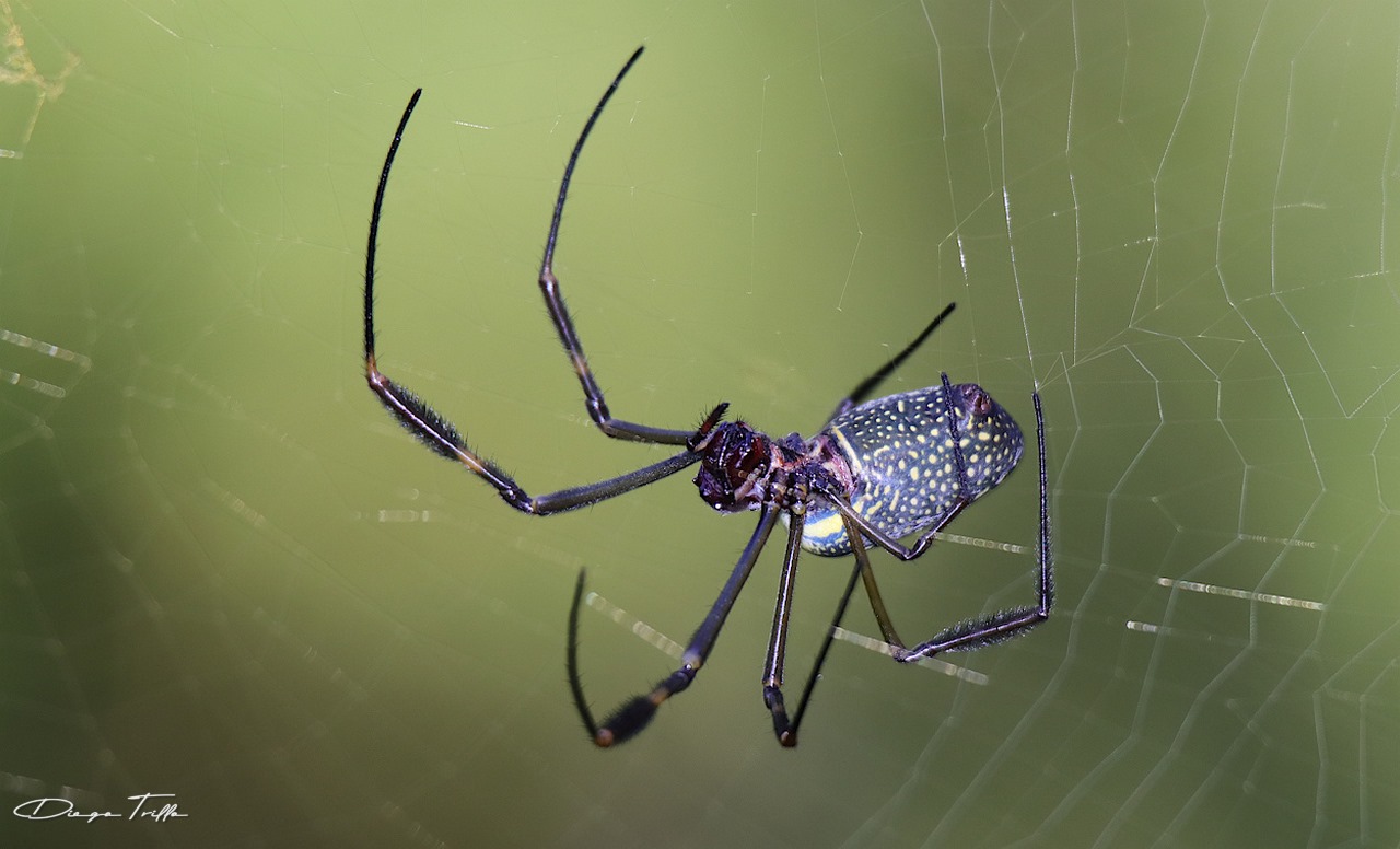 Photo Araña Tejedora Dorada