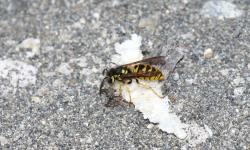 Foto Chaqueta Amarilla