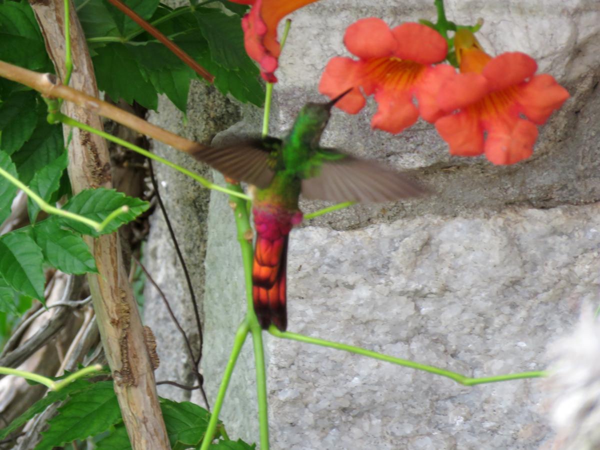 Foto Picaflor Cometa